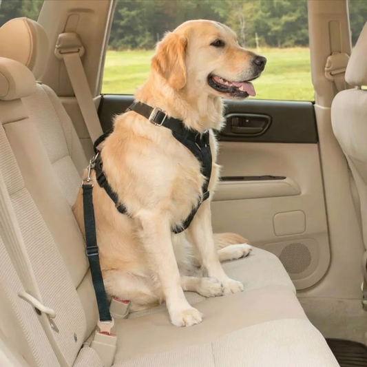 🎁 FREE GIFT — Dog Car Safety Belt (Elastic Bungee)
