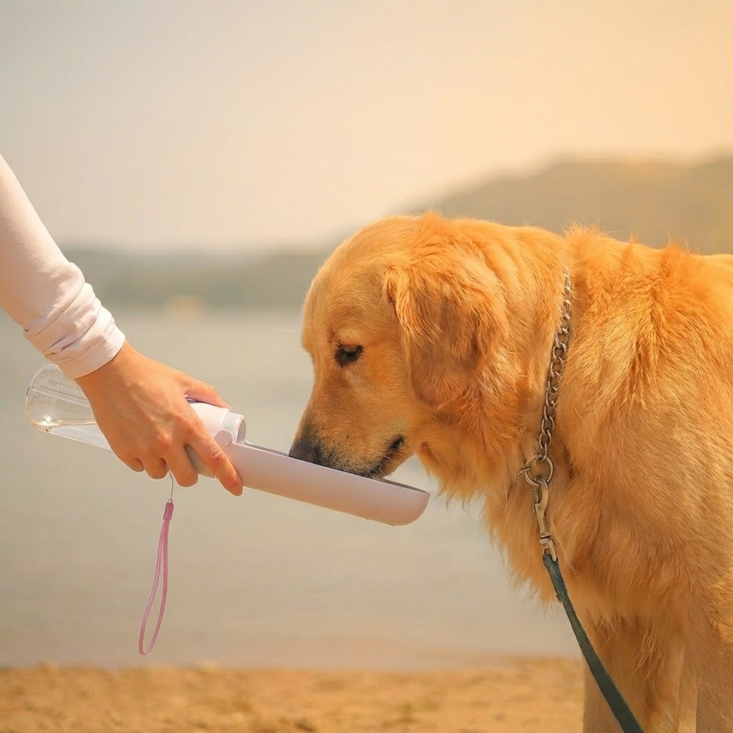 Golden retriever drinking from WoofPick portable dog water bottle outdoors