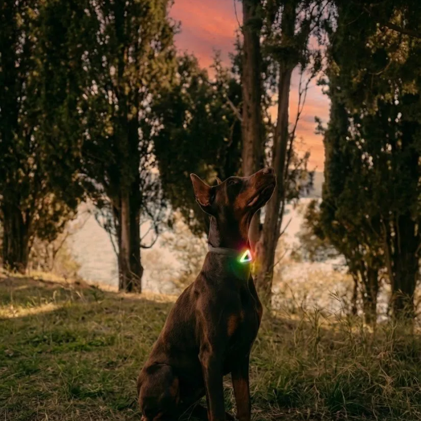 Dog wearing WoofPick LED safety light sitting in forest at dusk